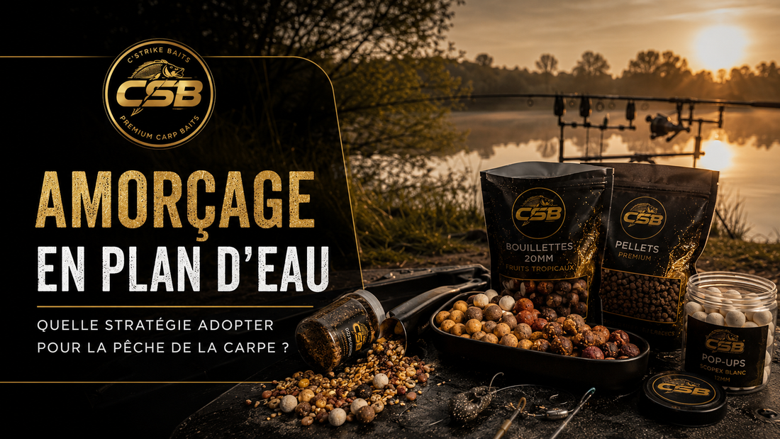 Amorçage carpe en plan d’eau : quelle stratégie pour réussir ?
